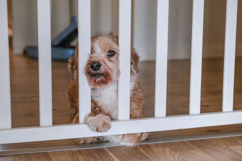 A bichon havanaise dog behind a gate in a house