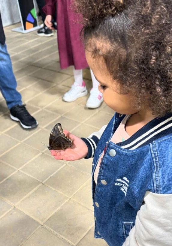 A butterfly after landing on a child's hand