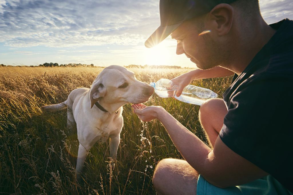 Young man feeding a thirsty yellow labrador retriever water from a plastic bottle