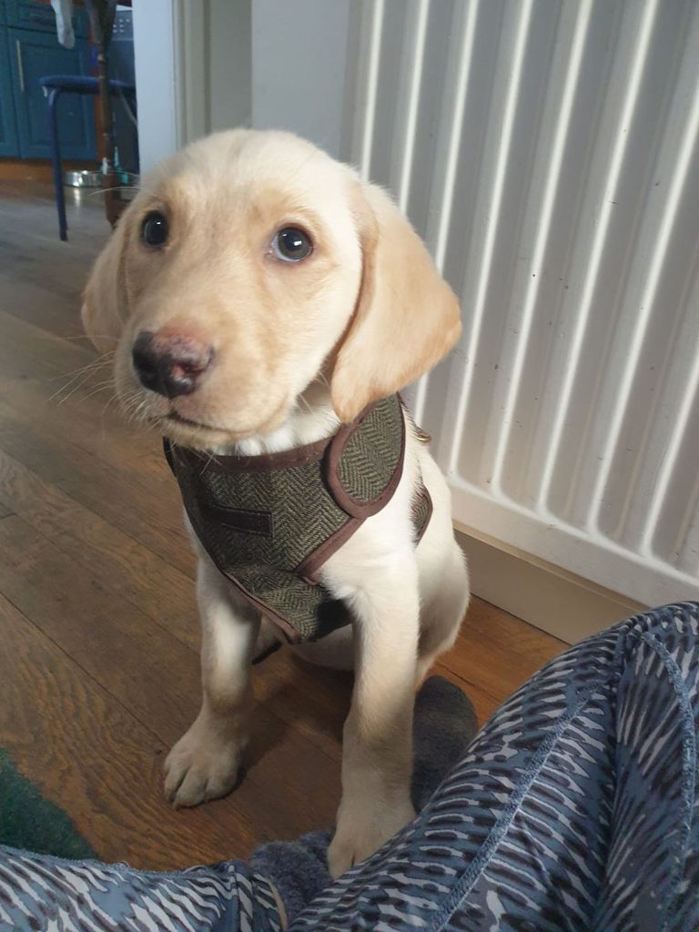 Puppy in a cute little jacket
