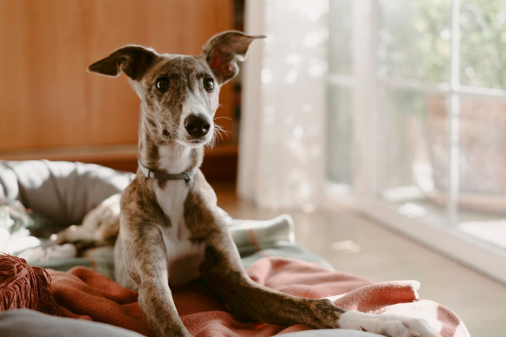 Young adopted greyhound sitting on his bed looking at camera in an alert position at home
