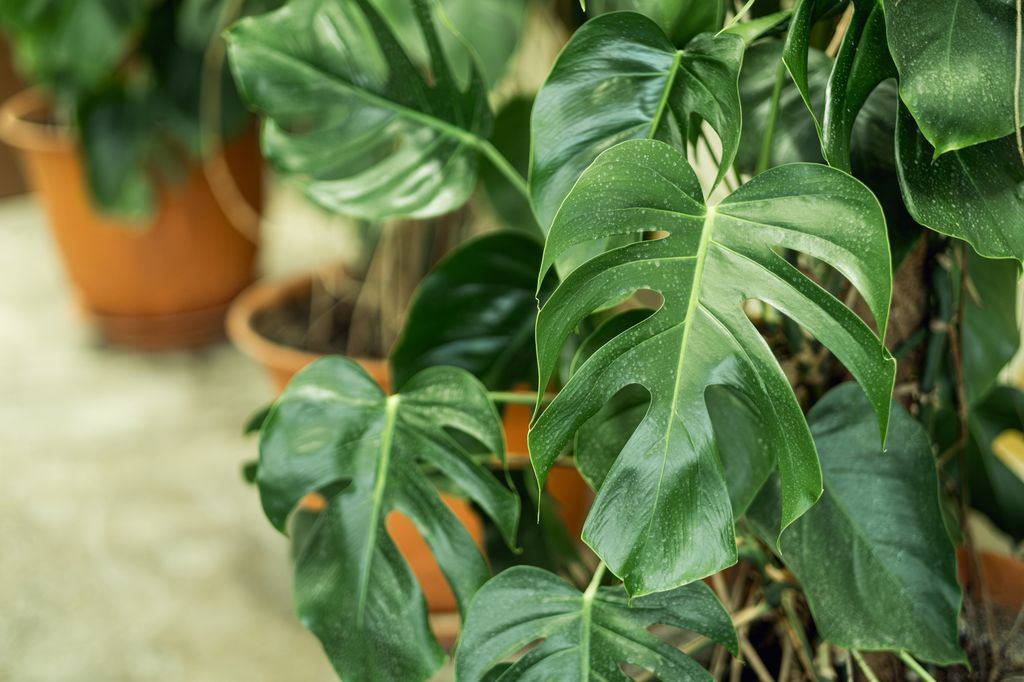 Green monstera leaf close up. Home greenhouse made of green plants and flowers