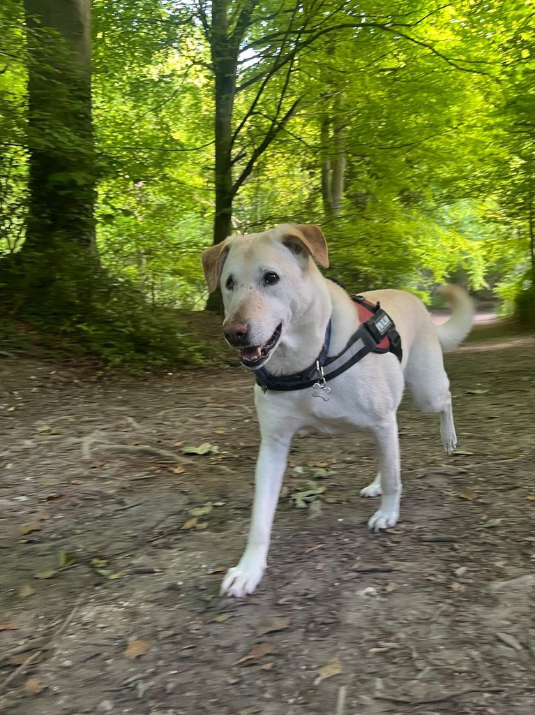 labrador in woods