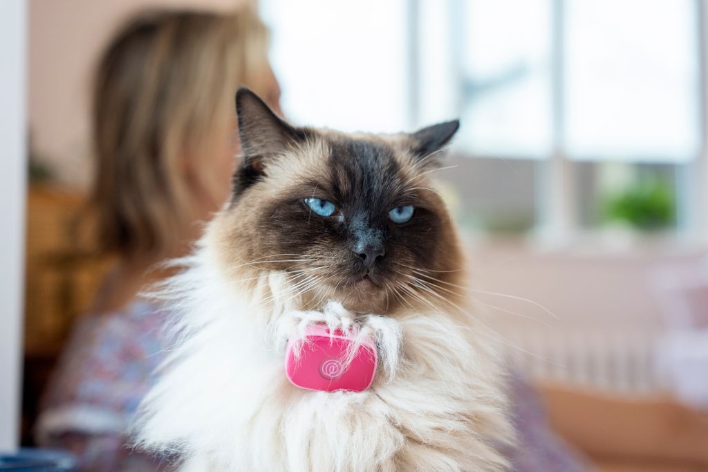 Lou Sanders's cat with the pet tracker