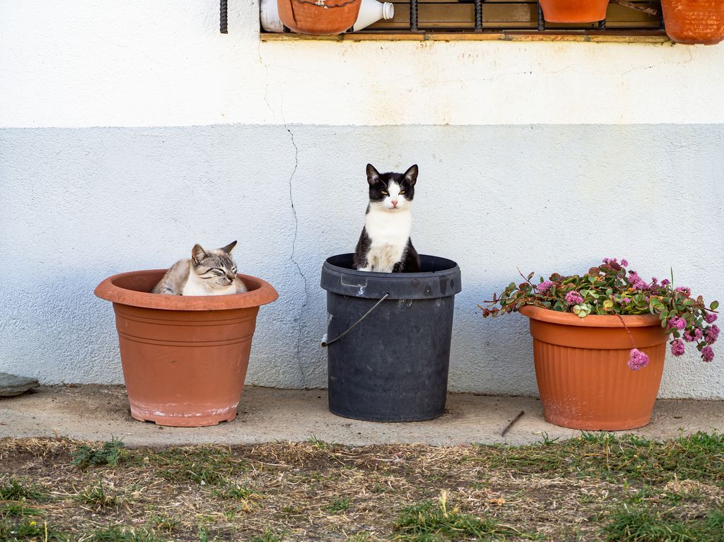 Several cats, some sleeping in pots in front of the facade of a rural house with a window with pots with flowers