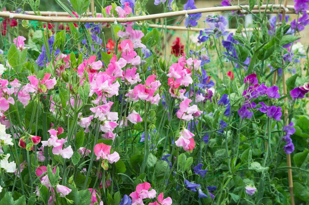 Sweet peas are so nostalgic 