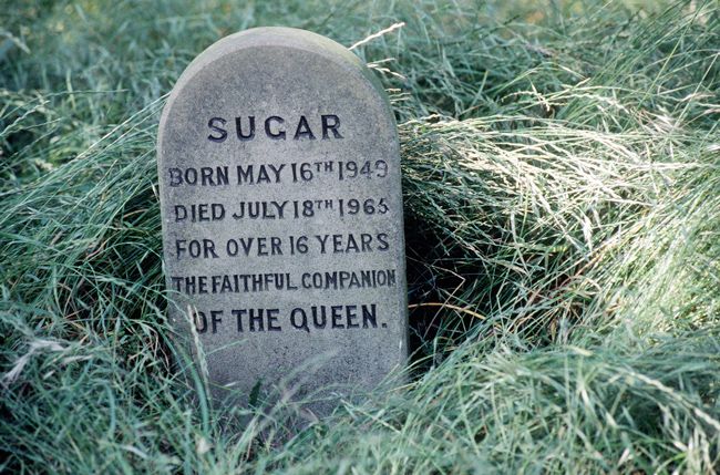 sugar dog headstone