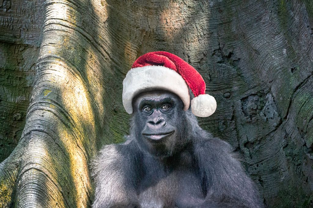 Gorilla wearing a santa hat
