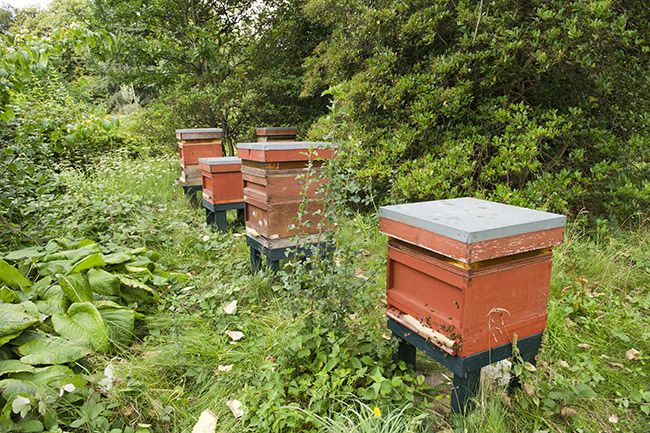 the queen beehives