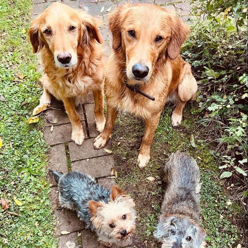 Monty Don's late golden retriever Nell with his dogs Ned, Patti and Peggy