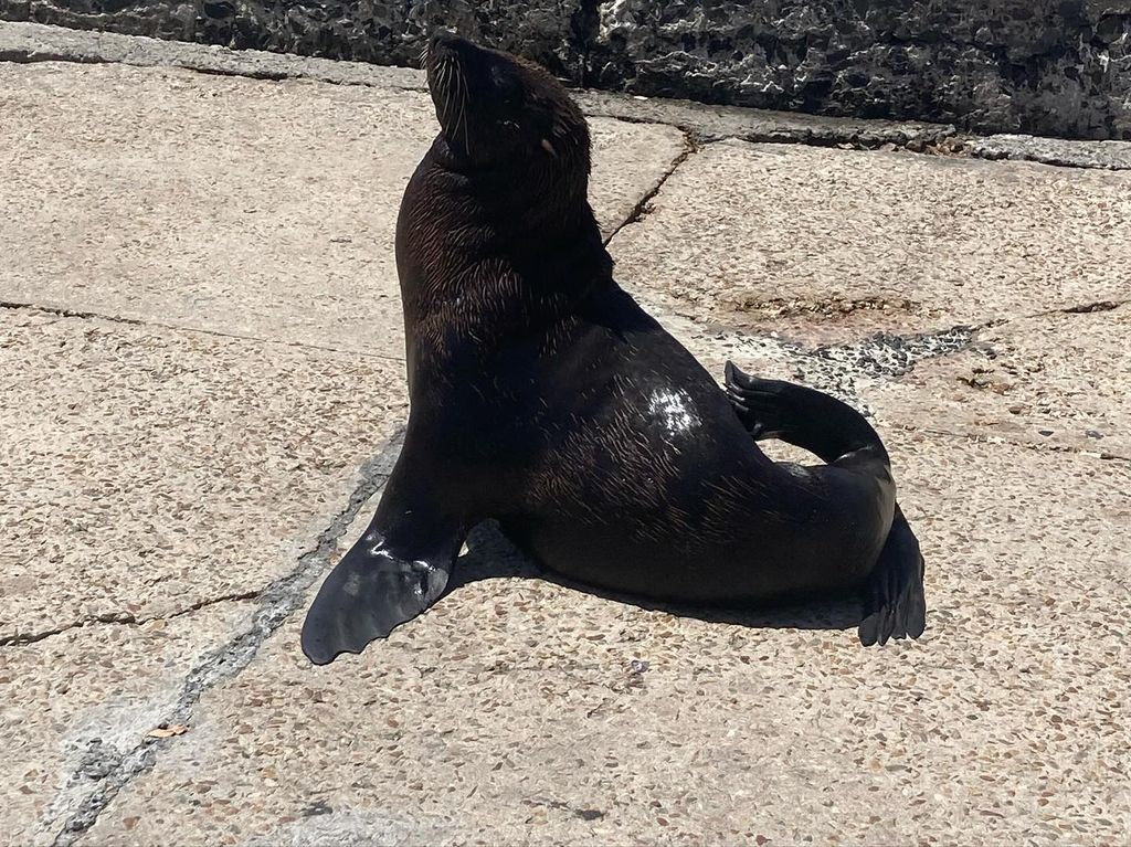 Spot seals at Kalk Bay Harbour