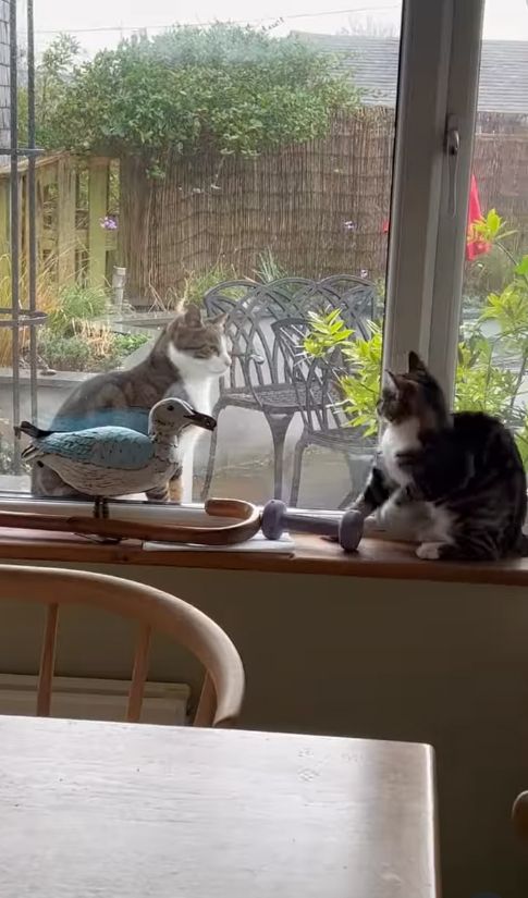 Two cats on a windowsill next to a walking stick