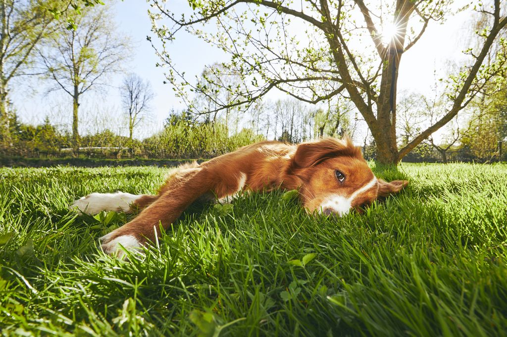 Cute dog resting under tree in the garden during sunset