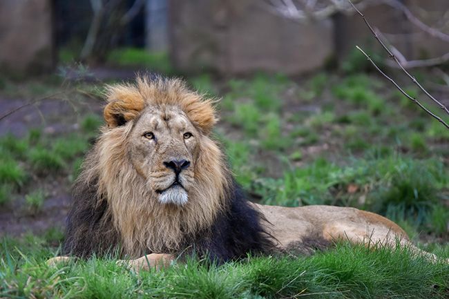 ZSL London Zoo reopening 12 April lockdown easing Z