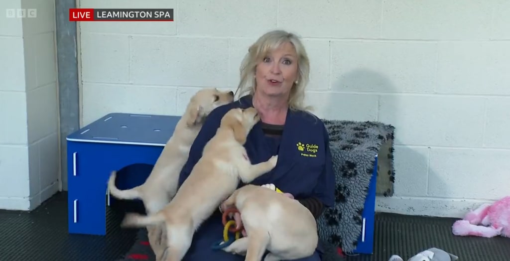 Carol Kirkwood surrounded by puppies on BBC Breakfast