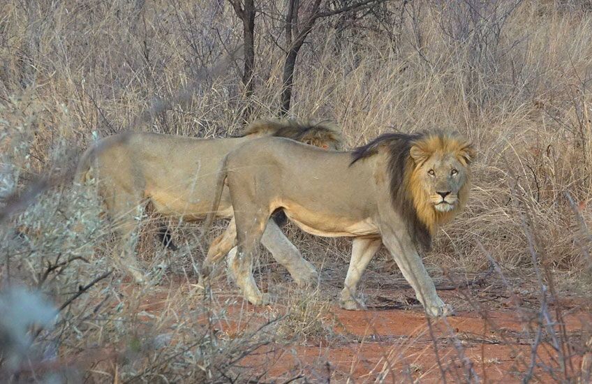 lion safari south africa