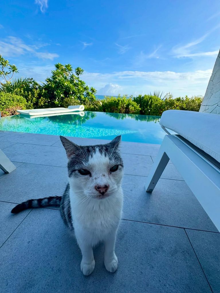 Amy Robach took a picture of a cat poolside during her vacation in Turks and Caicos