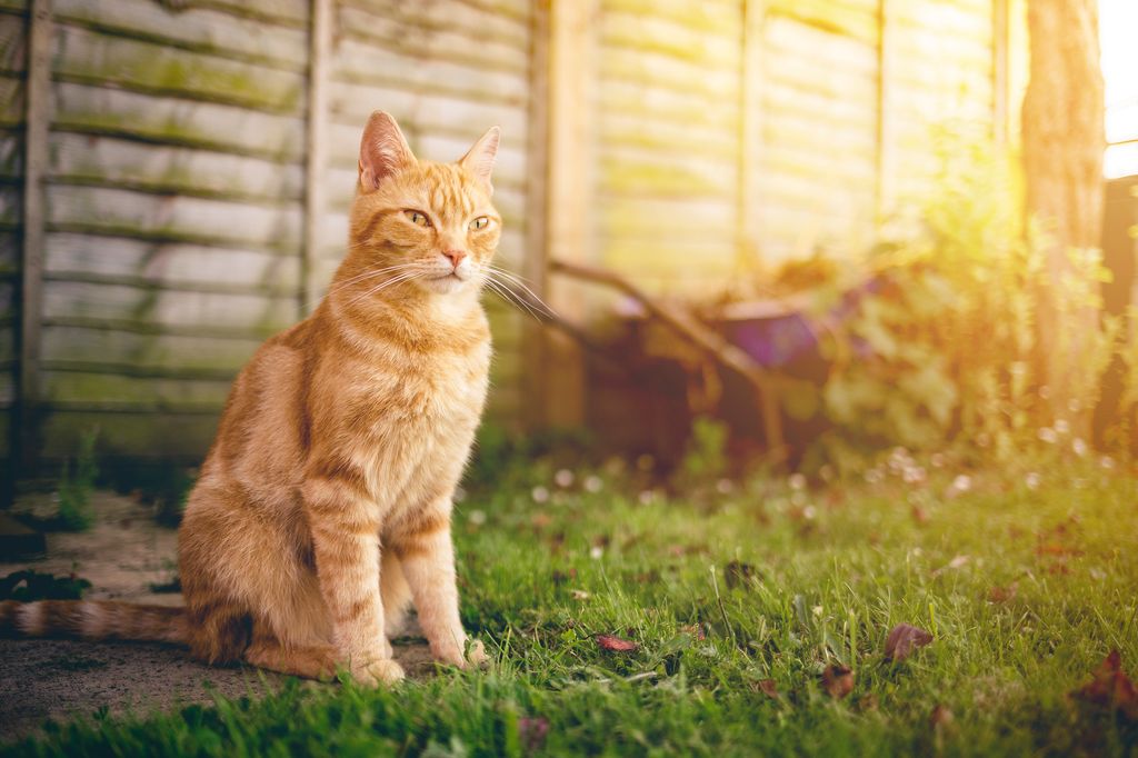 Ginger domestic cat sitting in a garden, lit by orange glow of setting sun.