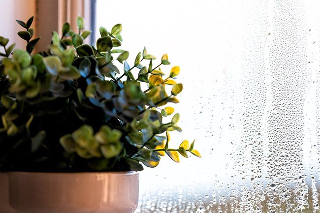 Plant on windowsill