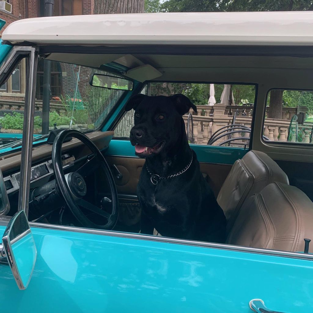 Photo shared by Tim Walz on Facebook of his dog, a black Labrador mix named Scout