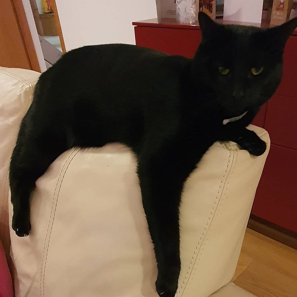 Naga Munchetty's cat Xena lying on cream leather sofa