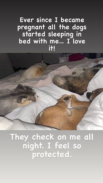 kelly osbourne dogs bed