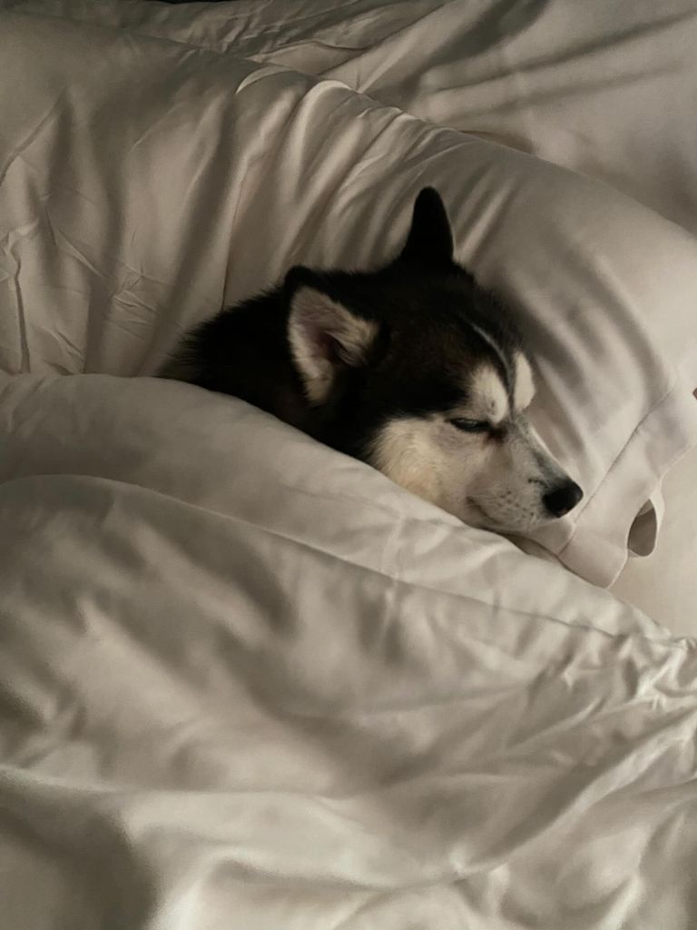 Elvis Osbourne sleeping in the Osbourne family bed, shared in a photo on Instagram
