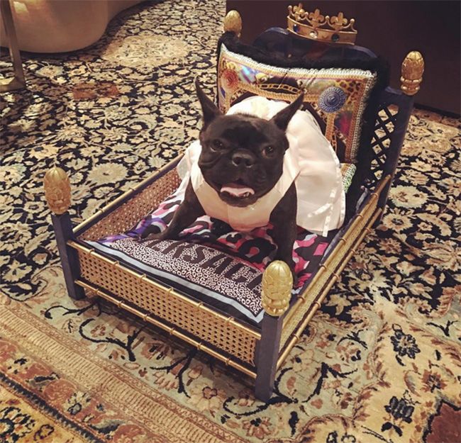 Lady Gaga dog bed