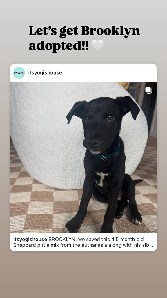 re-post with rescue puppy 