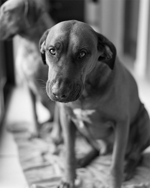 Black and white photo of two dogs