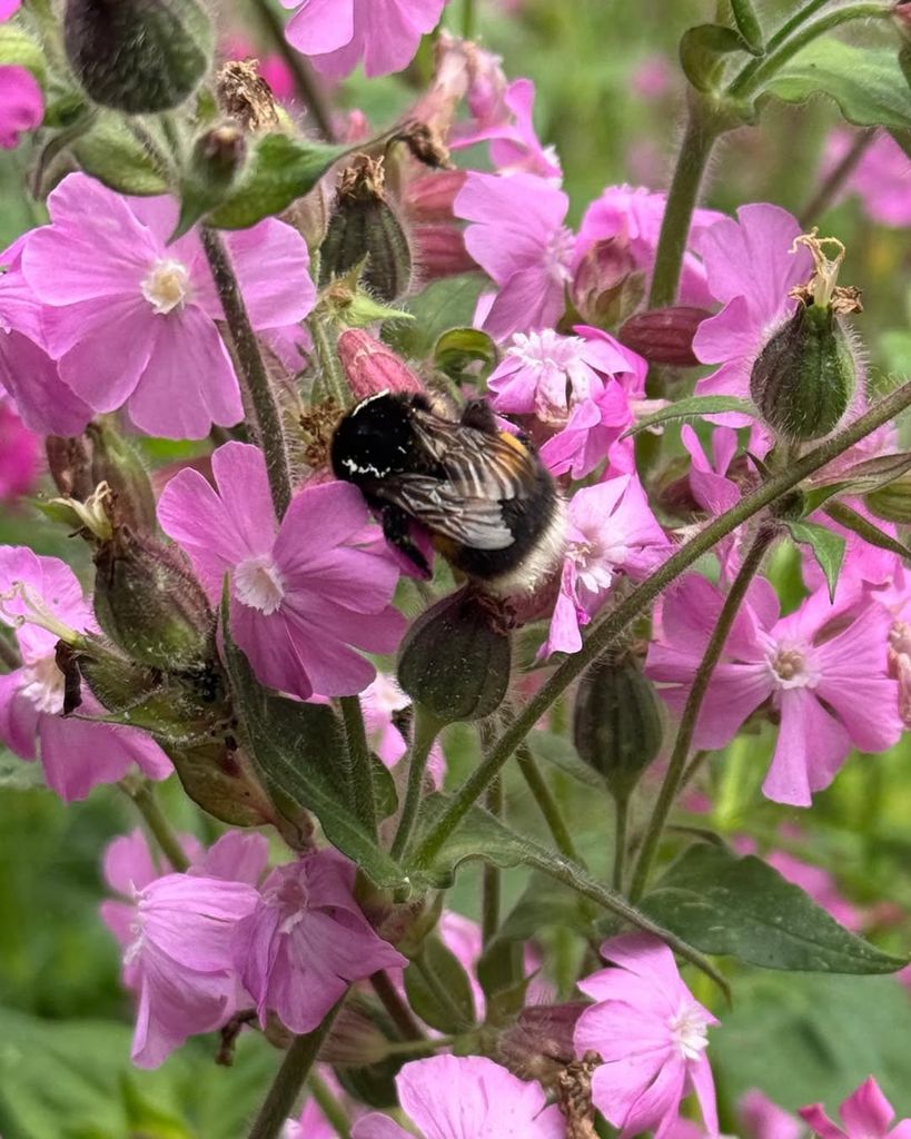 Bee on flowers in Queen Mary of Denmark's garden at Fredensborg Palace