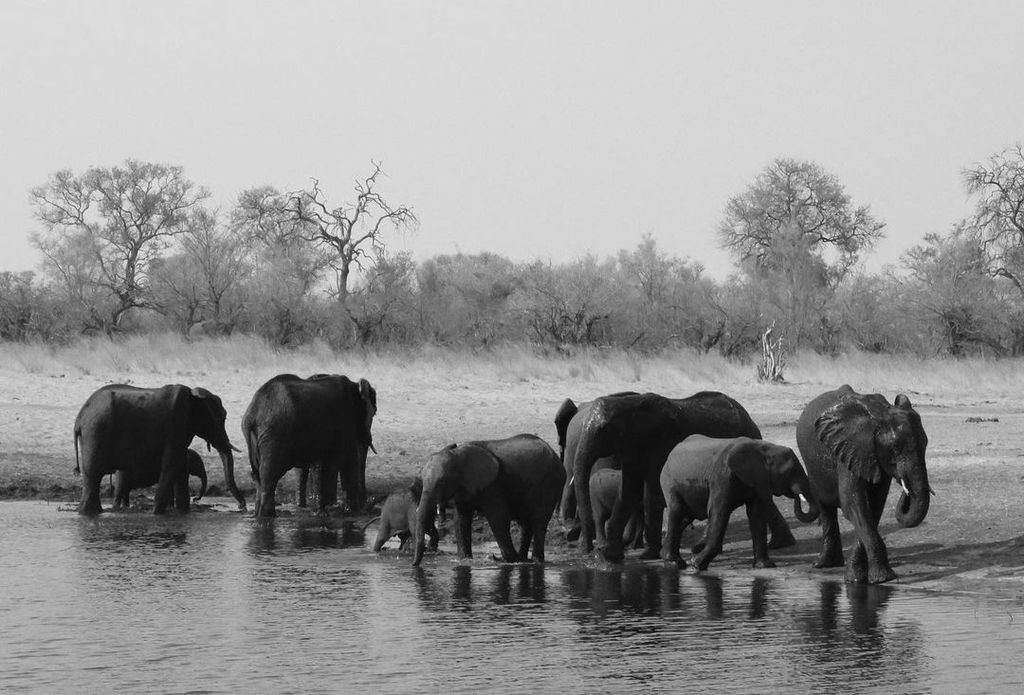 Audrey McGraw takes photos of elephants