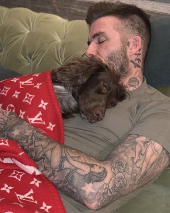 David Beckham dog blanket