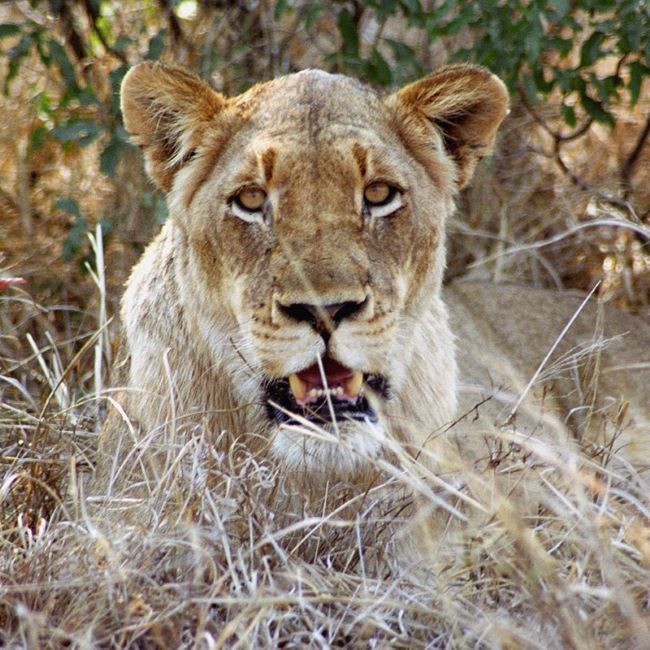 sarah ferguson lioness