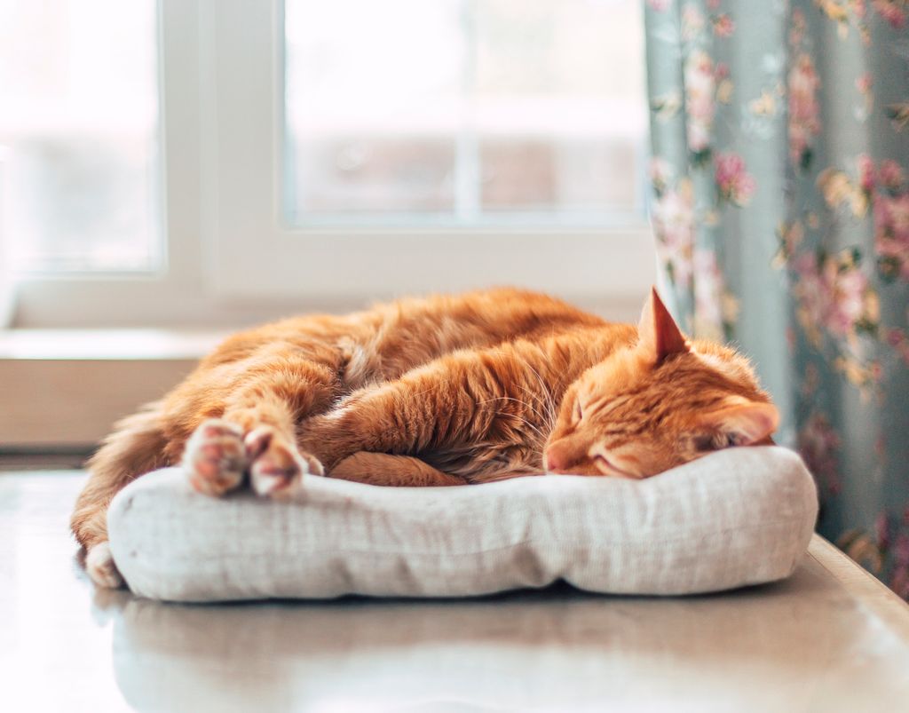Ginger Cat Sleeping on Gray Pillow on a Table near Wooden Window 