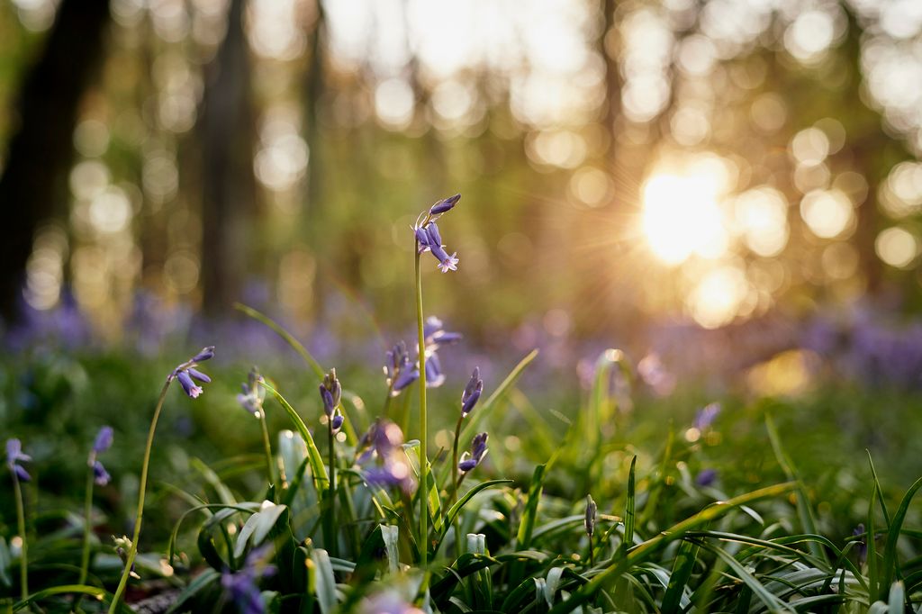 Idyllic woodland nature landscape with sun setting through trees