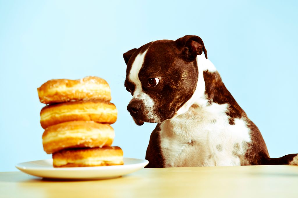 Dog looking at donuts