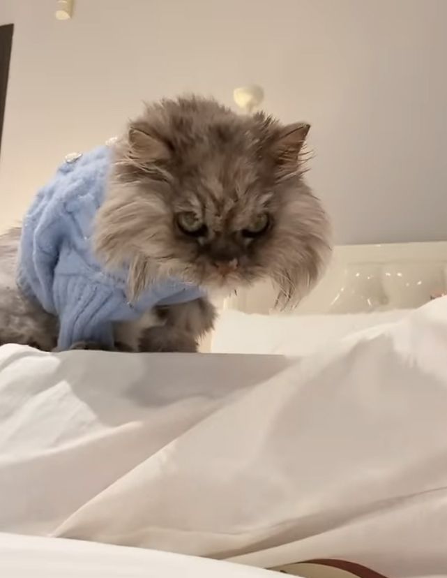 A cat in a blue jumper on a bed