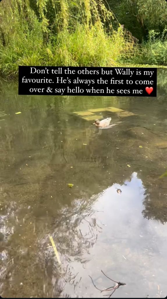 A photo fo a duck swimming in a duck pond