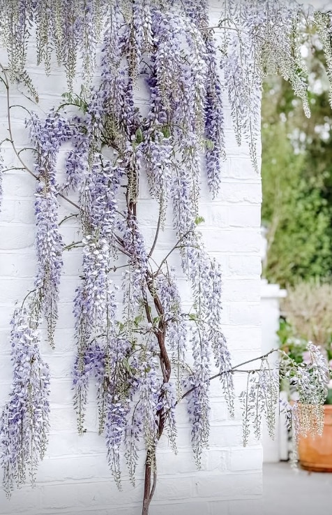 Shirlie Kemp's wisteria plant after the flowers bloomed