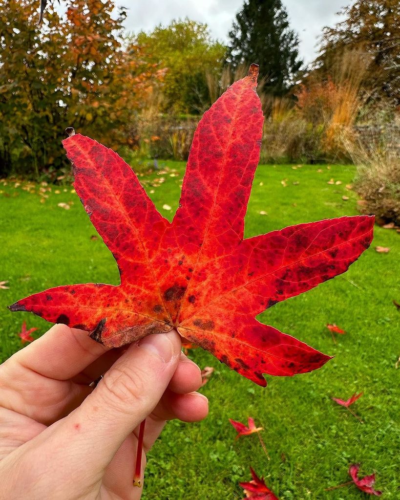 Lee Burkhill showed off the stunning leaves in his garden