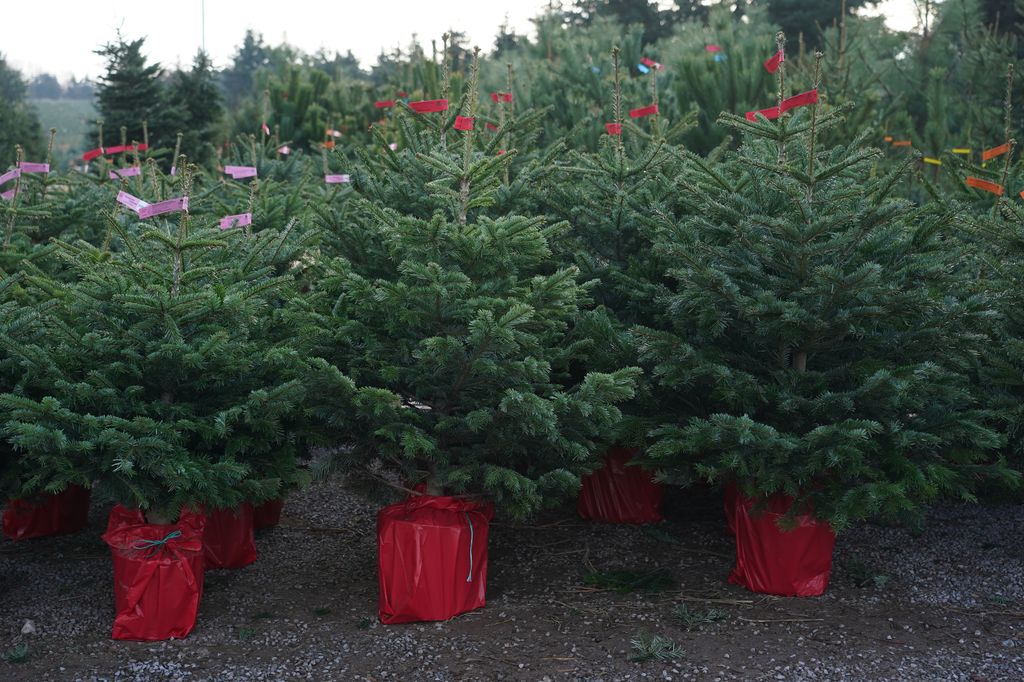 Potted Christmas trees stand for sale at the Werderaner Tannenhof nursery during the second wave of the coronavirus pandemic on November 24, 2020 in Werder, Germany. 