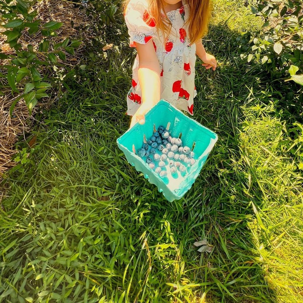 gigi hadid daughter khai picking blueberries
