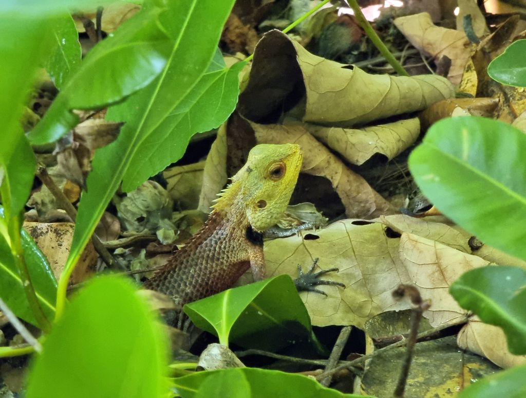 Iguana spotted among the leaves in the Maldives 