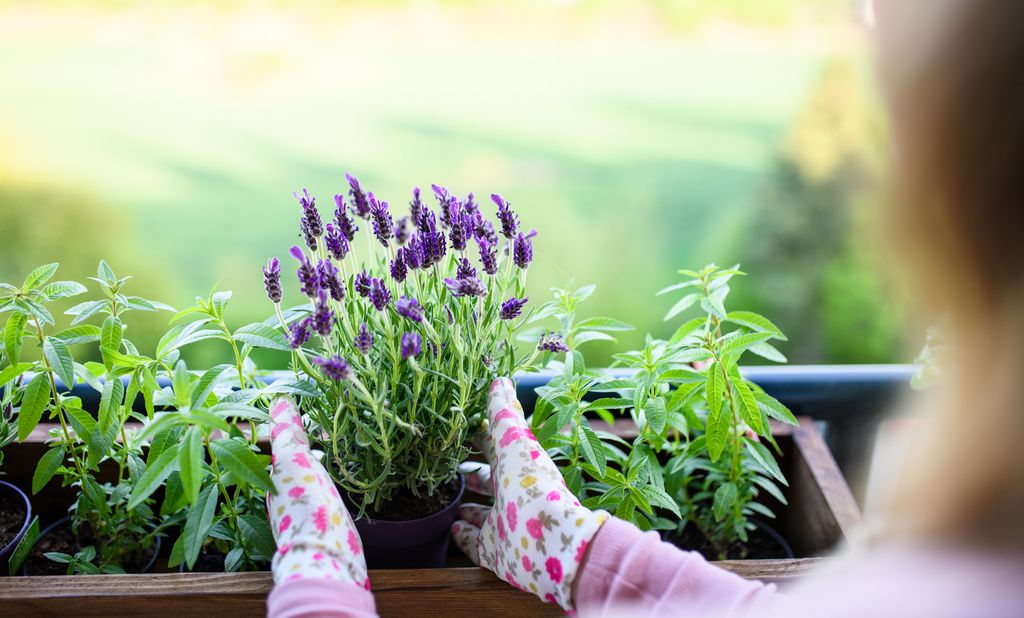 Midsection of woman with gloves and apron holding potted plant.
