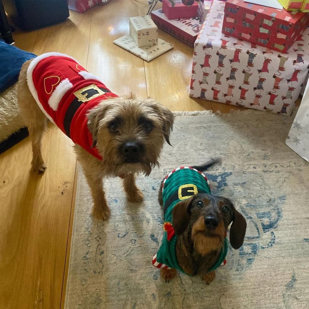 Lorraine Kelly's two dogs, Angus and Rosie, looking at the camera wearing Christmas jumpers
