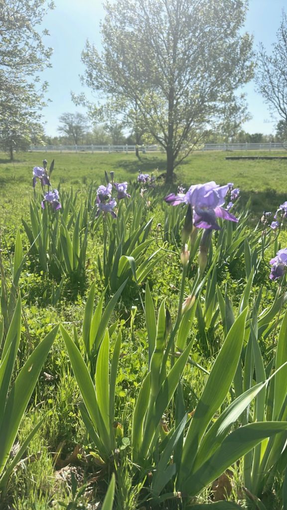 iris flowers in field with trees