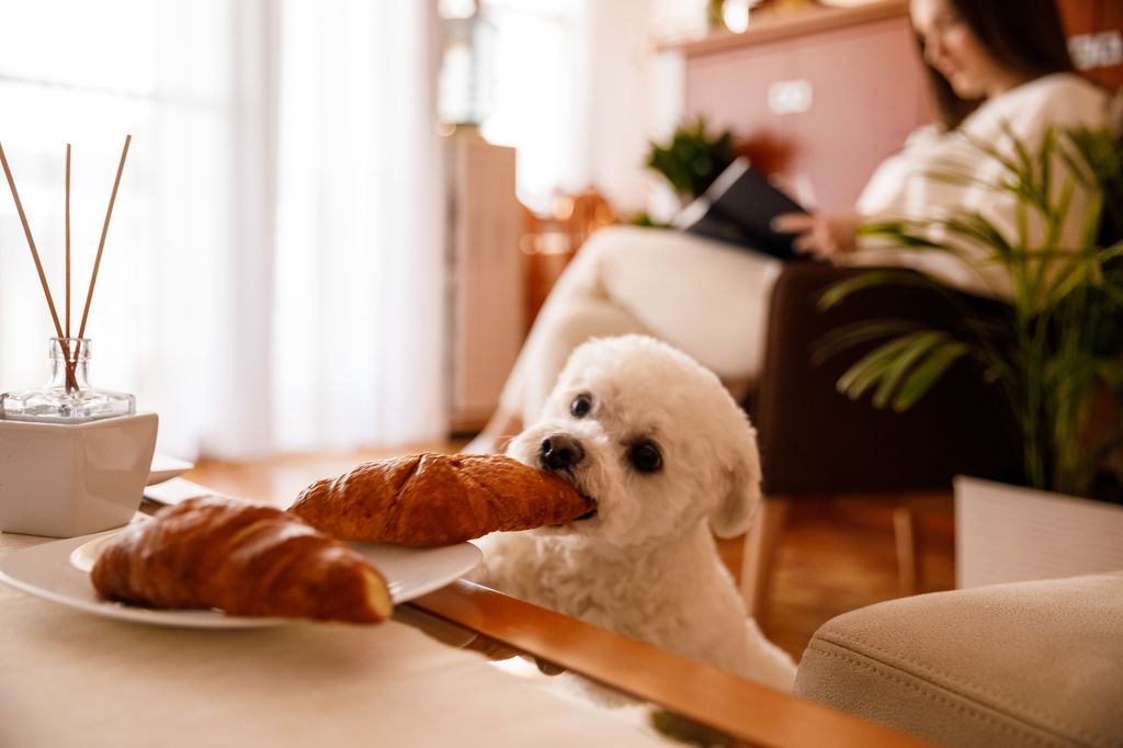 Snapshot of a cheeky little dog stealing a croissant from the plate on a coffee table while his owner is relaxing in an armchair reading a book. Focus on the foreground.