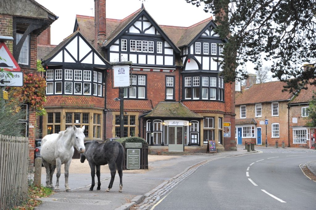 The New Forest, known for its beautiful scenery, free roaming animals and scenic coastline