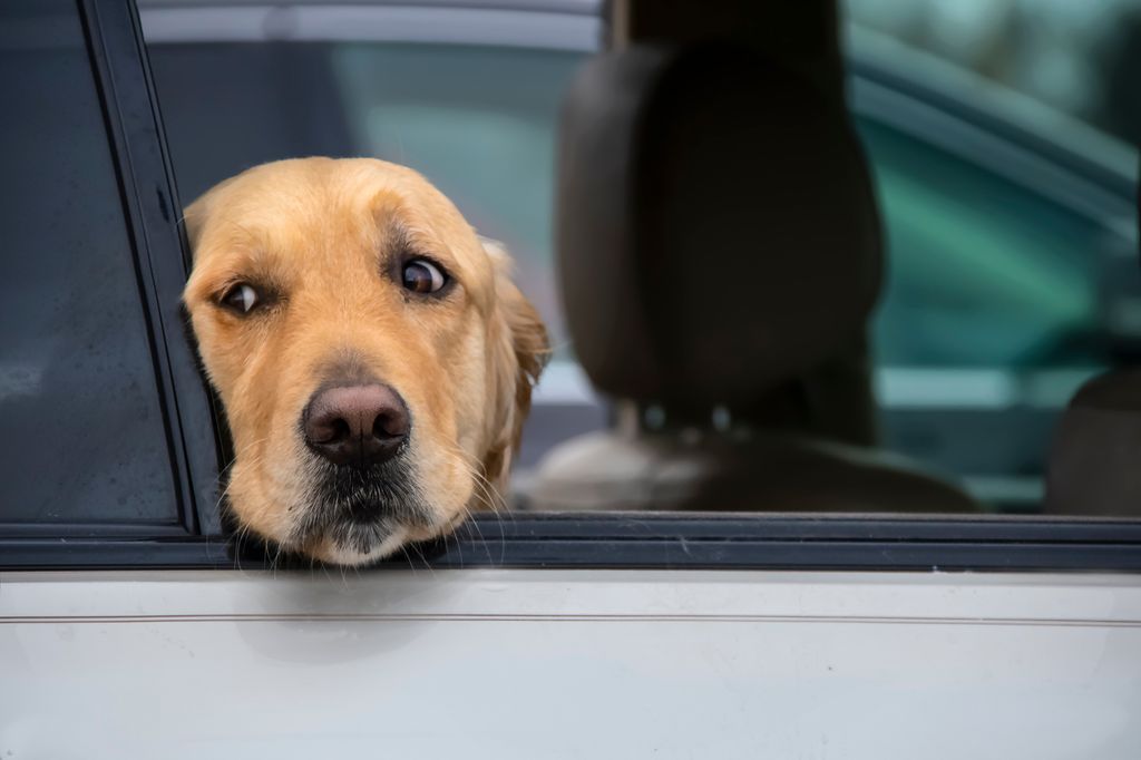 Dog looks out of window of car with head resting on window bottom